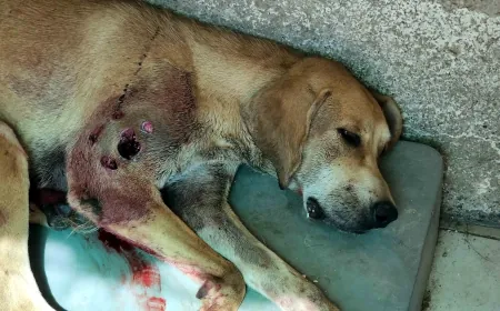 Tavuklarına saldırıyor diye sokak köpeğini av tüfeği ile vurdu