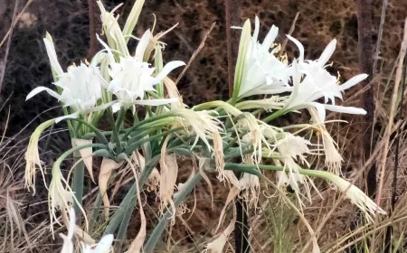 Kum zambakları yaşama direniyor, çöplük içinde çiçeklerini açtılar