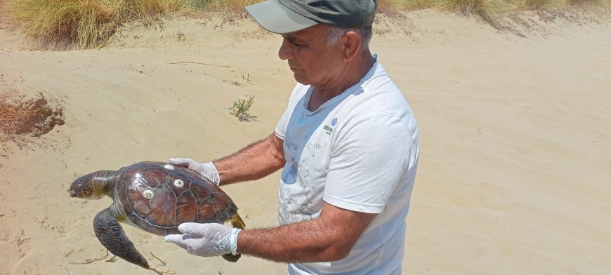 2 Yeşil Deniz Kaplumbağası Boğularak Öldürüldü