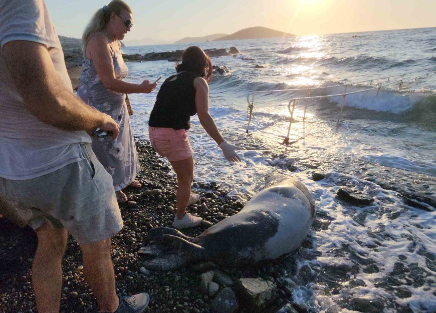 Bodrum’da sahile kadar yüzerek gelen dev Akdeniz foku öldü