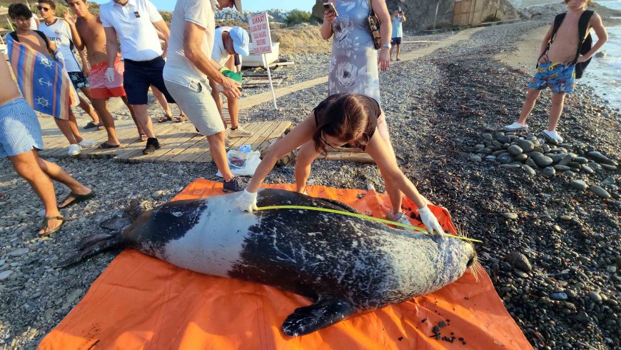 Bodrum’da sahile kadar yüzerek gelen dev Akdeniz foku öldü
