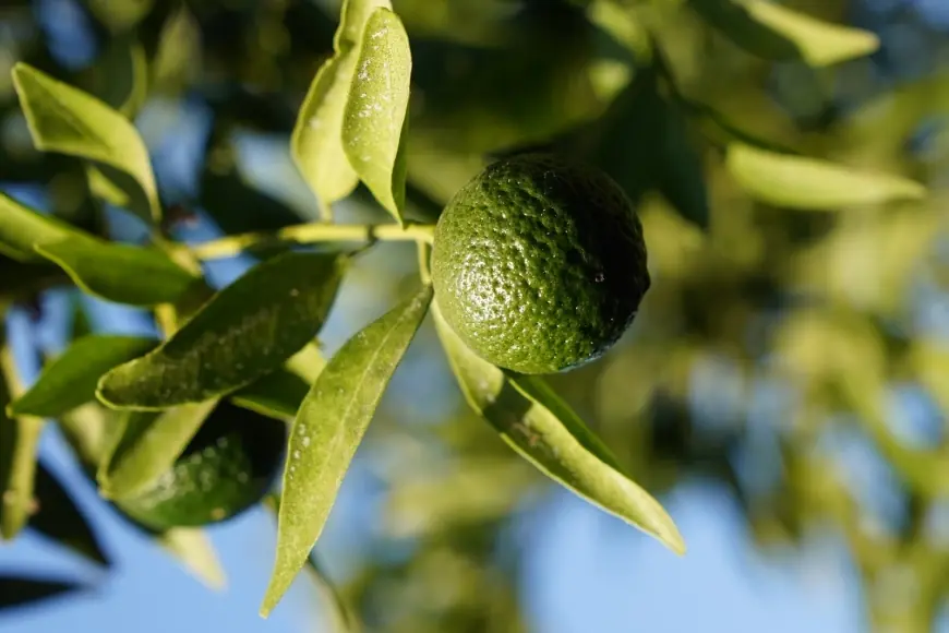 Bodrum mandalini “Bodrum Yeşili” projesi ile korunacak