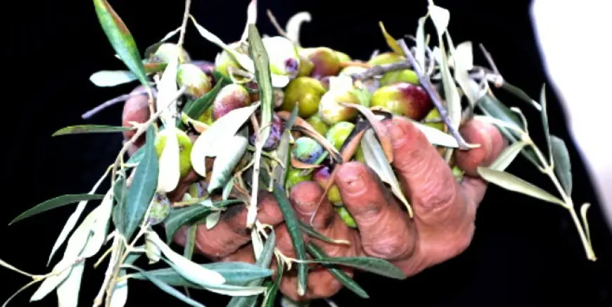 Muğla'da Zeytin Üretimini Desteklemek İçin "ANATOLiVAR" Projesi Başlatıldı