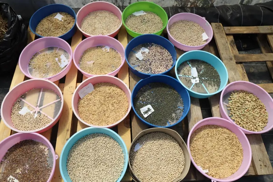 Muğla'dan Türkiye'ye Yerel Tohum Desteği Devam Ediyor