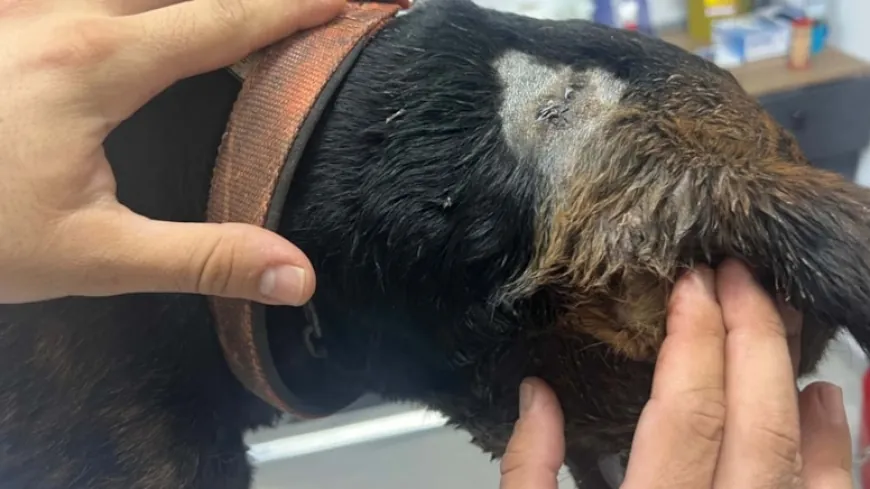 Milas’ta sokak köpeği tabancayla vuruldu