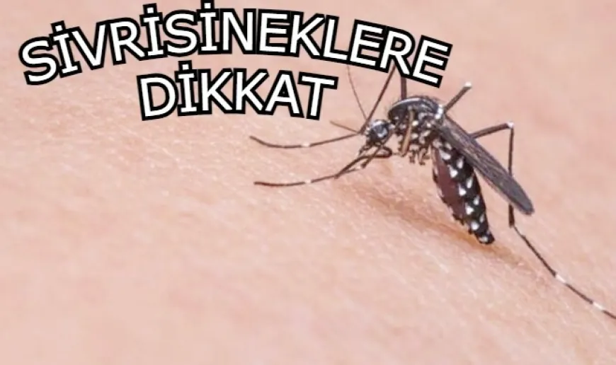 Batı Nil Virüsü can almaya devam ediyor, vakalar Türkiye sınırına dayandı