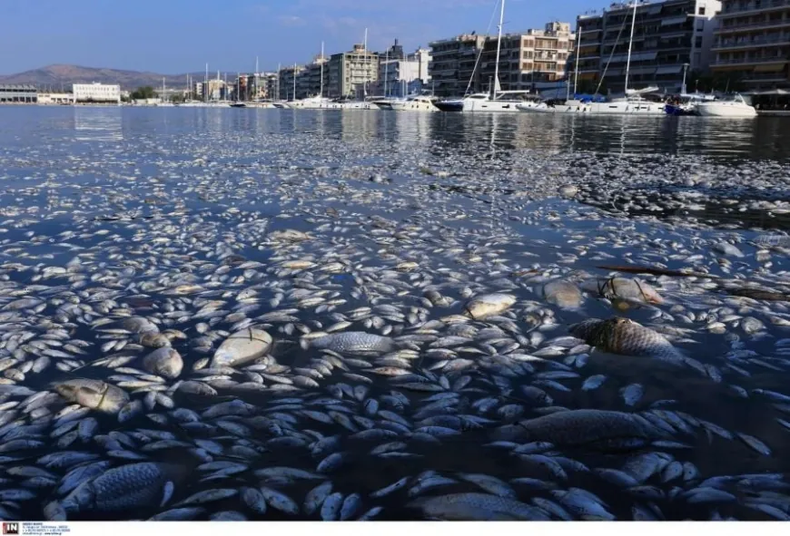 Ölü balık paniği, diğer kentlerede yayıldı