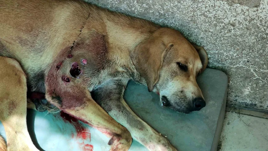 Tavuklarına saldırıyor diye sokak köpeğini av tüfeği ile vurdu