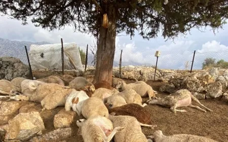 Ağaca yıldırım düştü, 30 koyun öldü