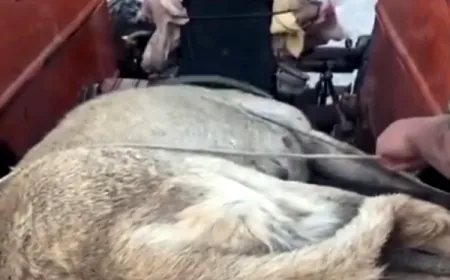 Bodrum’da köpeğe şiddet devam ediyor