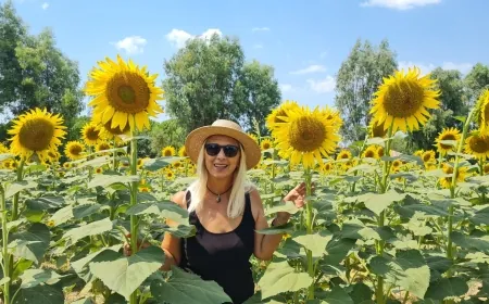 Ay çiçeği güzelliği başladı