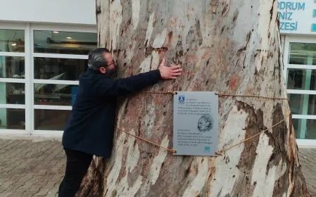 Halikarnas Balıkçısı’nın diktiği dev okaliptüs ağacına budama tepkisi “Budama katliama dönüşmesin”