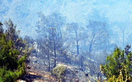 Muğla'da Çıkan Yangın 200 Hektar Ormanlık Alanı Küle Çevirdi