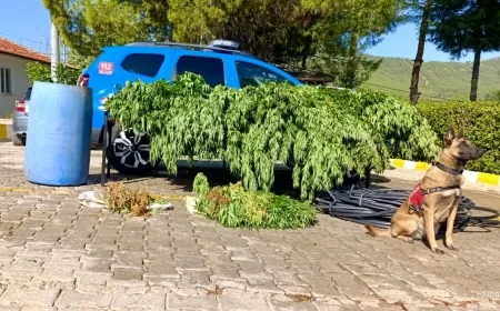 Jandarmadan yasadışı ekime müdahale 3 gözaltı