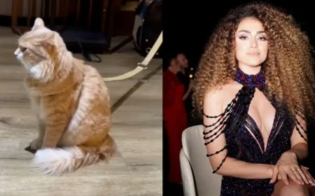 Bodrum uçağında Tatlıses’in kedi kavgası karakolluk oldu