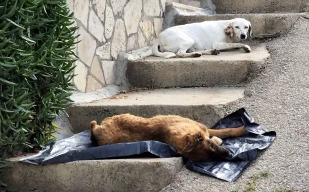 Bodrum’da köpekleri zehirli gıda ile öldürdüler