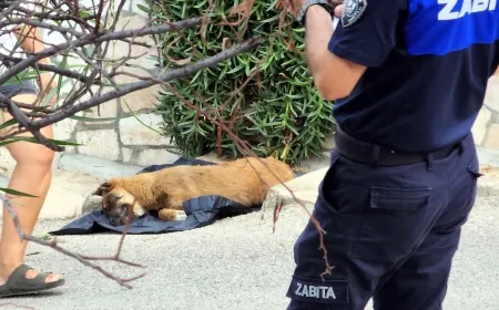 Bodrum’da zehirlenerek öldürülen köpek sayısı artıyor