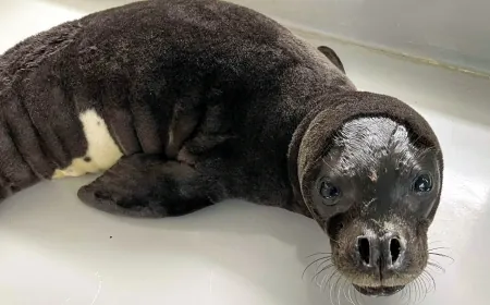 Kaybolan yavru foku 15 yaşındaki çocuk kurtardı