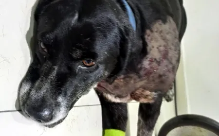 Bodrum’da köpeğe silahlı saldırılar devam ediyor, bu kez Dereköy