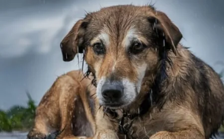 Aydınlardan Anayasa Mahkemesi'ne mektup