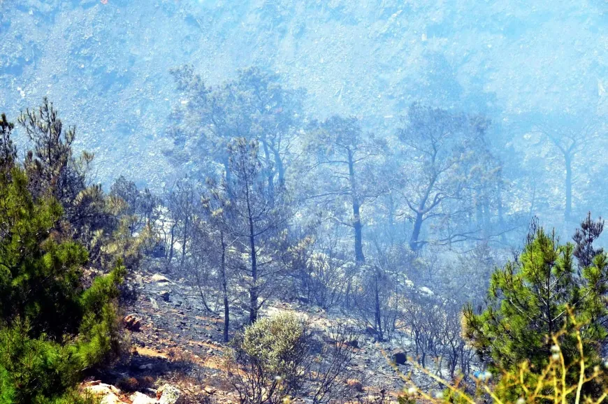 Muğla'da Çıkan Yangın 200 Hektar Ormanlık Alanı Küle Çevirdi