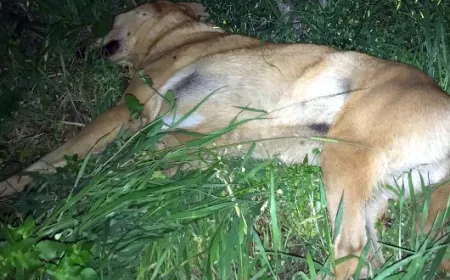 Bodrum’dan sonra Milas’ta sokak köpeklerini tüfekle ateş ederek öldürmeye başladılar