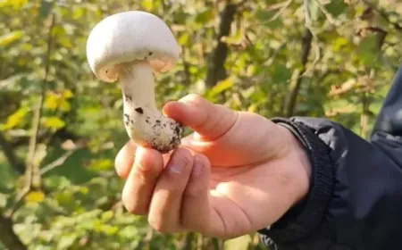 Her gramı zehir saçıyor! 'Ölüm Meleği'nin mevsimi başladı, uzak durun