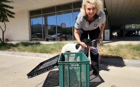Bodrum’da kasanın içinde ölüme terk edilen köpeği özel güvenliğin dikkati kurtardı