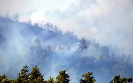 Bodrum'da yanan orman şirkete mi tahsis edildi? OGM'den açıklama geldi