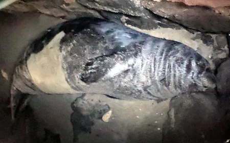 Yaralı yavru Akdeniz fokunu kurtarmak için seferber oldular