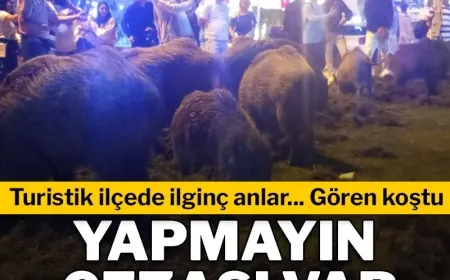 Turistik ilçenin merkezine inen domuzlar şok etti, beslemeyin cezası var uyarısı geldi