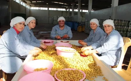 Sofralık zeytin ihracatında tarihi rekor kırıldı