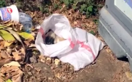 Bodrum’da çuval içinde ölü yavru köpek bulundu