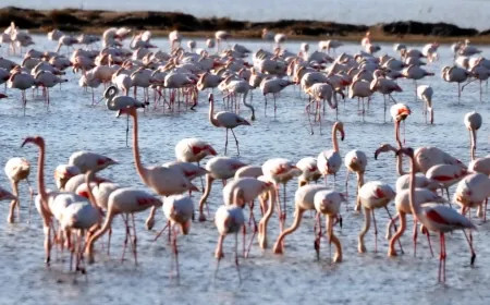 Flamingo cennetini cehenneme çevirecek proje 4 bin konutluk proje Ağaoğlu’ndan Hacıosmanoğlu’na geçti