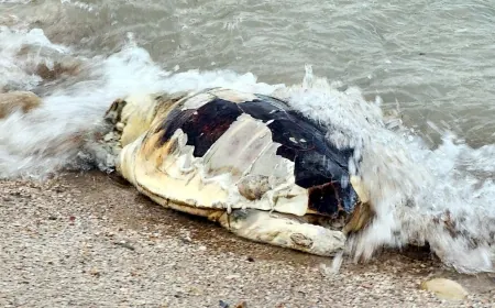 Bodrum’da ölü caretta caretta karaya vurdu
