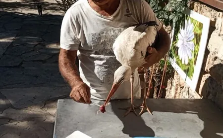 Bulgaristan’dan gelen leylek Kuşadası’nda zorunlu mola verdi