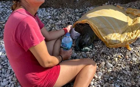 Olta yutan caretta carettayı turistin dikkati kurtardı