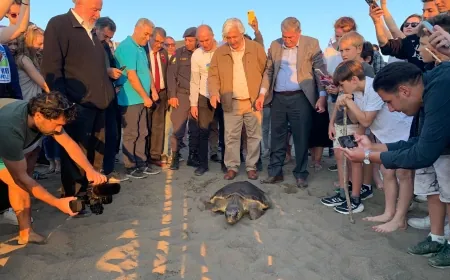 Tedavileri tamamlanan caretta carettalar törenle denize gönderildi