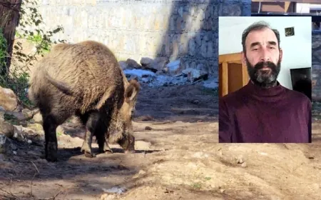 Yaban domuzunun saldırısına uğrayan çiftçi yaşamını yitirdi