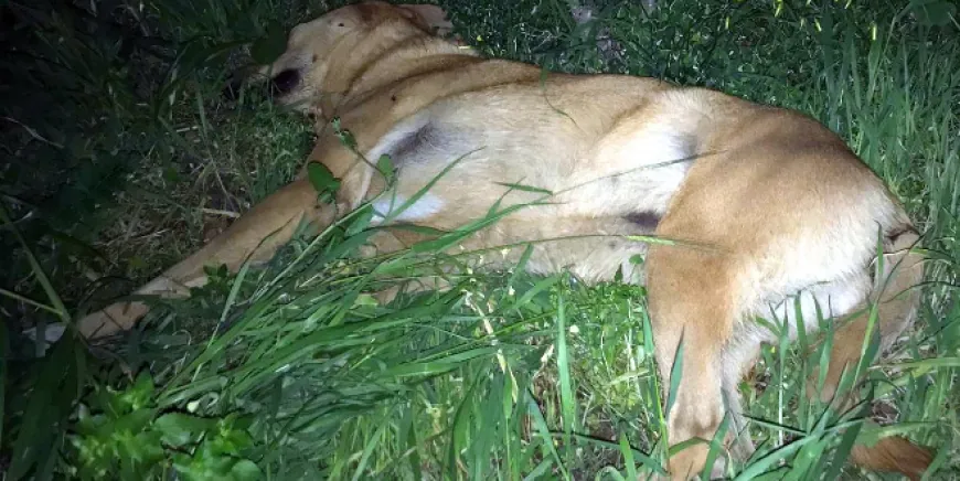Bodrum’dan sonra Milas’ta sokak köpeklerini tüfekle ateş ederek öldürmeye başladılar