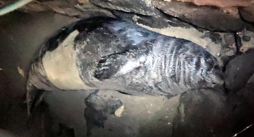 Yaralı yavru Akdeniz fokunu kurtarmak için seferber oldular