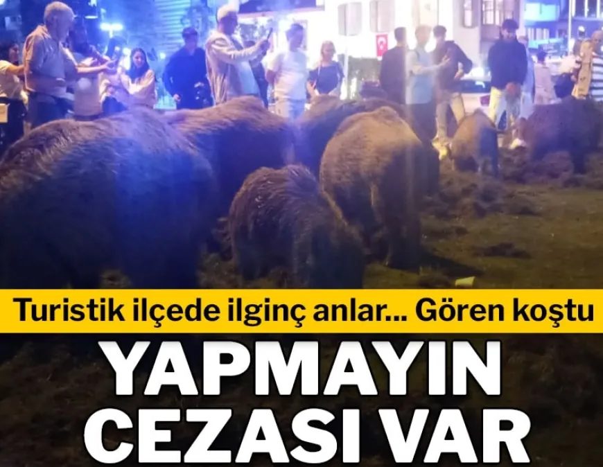 Turistik ilçenin merkezine inen domuzlar şok etti, beslemeyin cezası var uyarısı geldi