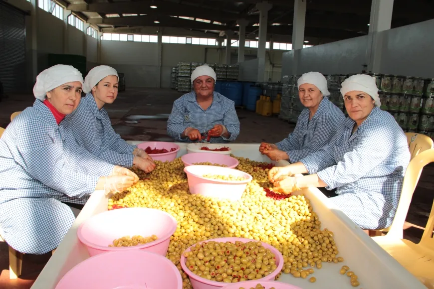 Sofralık zeytin ihracatında tarihi rekor kırıldı
