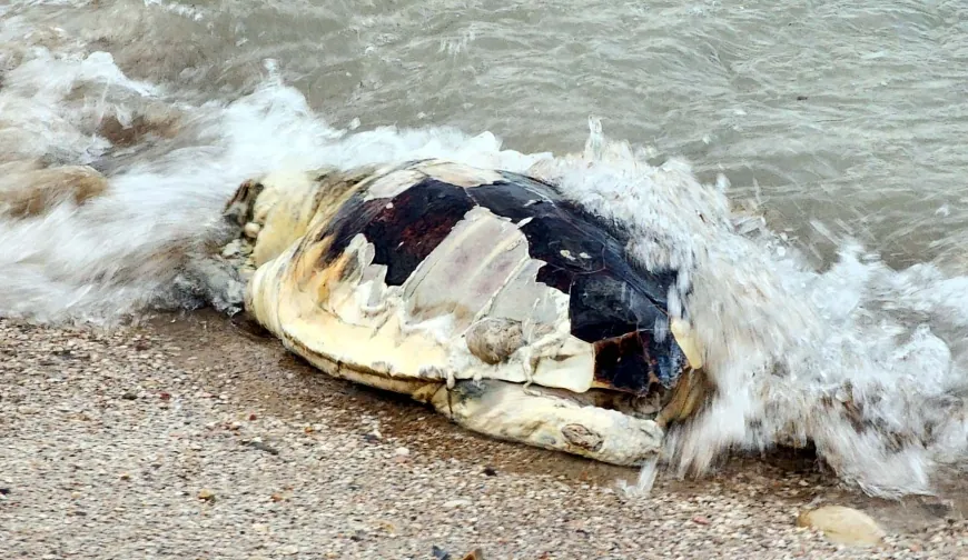 Bodrum’da ölü caretta caretta karaya vurdu