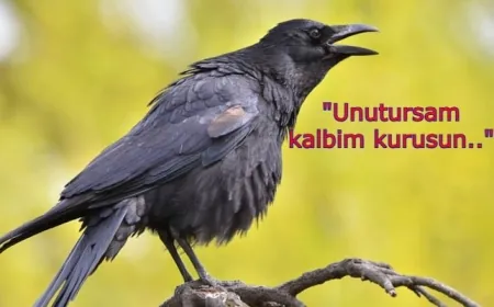Kargaların kin tuttukları keşfedildi: Kızdırırsanız 17 yıl boyunca unutmuyorlar