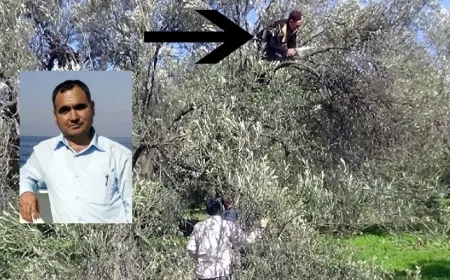 Zeytin ağacından düştü...