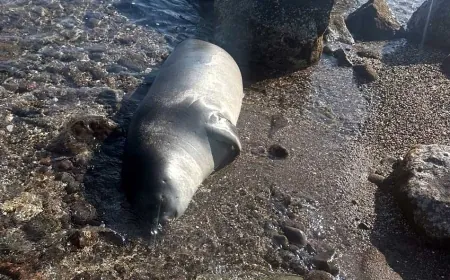 Bodrum’da ölü Akdeniz foku karaya vurdu