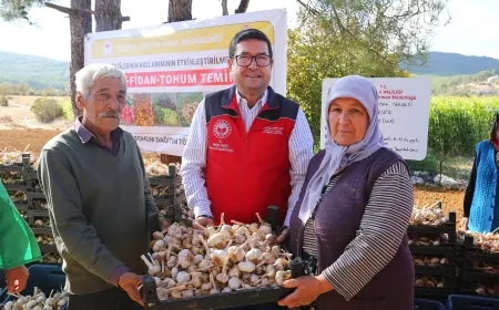 Sarımsak tohumları toprakla buluştu