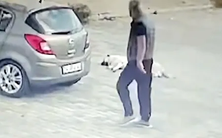 Uyuyan köpeği gördü, arabasıyla ezip geçti, arkasına bile bakmadı aranıyor