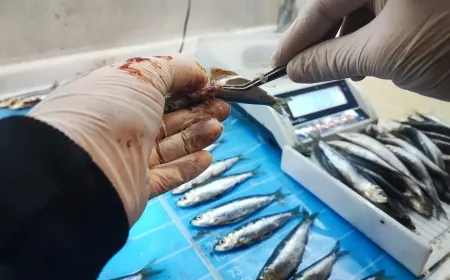 Gökova ve Güllük’te ticari balıkçılık mercek altında